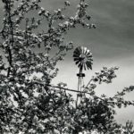 Apple Blossoms, Wind Mill, Flora Dale