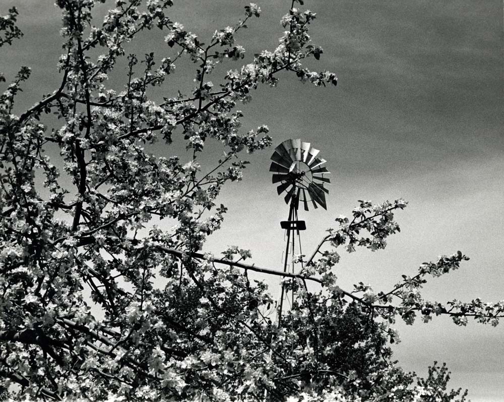 Apple Blossoms, Wind Mill, Flora Dale