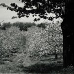 Apple Blossoms, Flora Dale