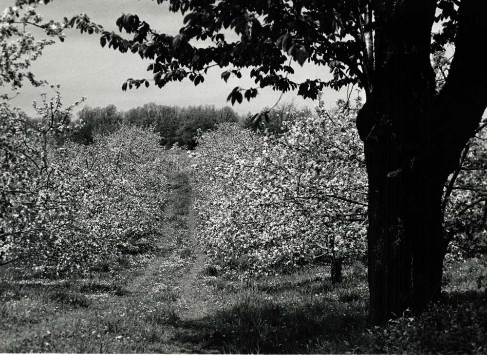 Apple Blossoms, Flora Dale