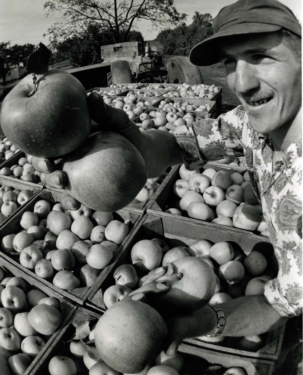 Harold Emlet Jr., Aspers - Loads Wagon w/ Apples in Orchard