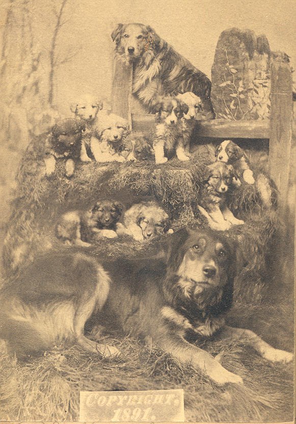 A group of two dogs with nine puppies